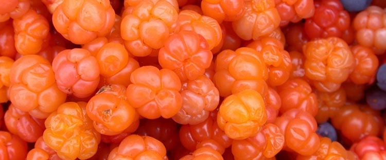 Полезные вещества находящиеся в ягодах морошки