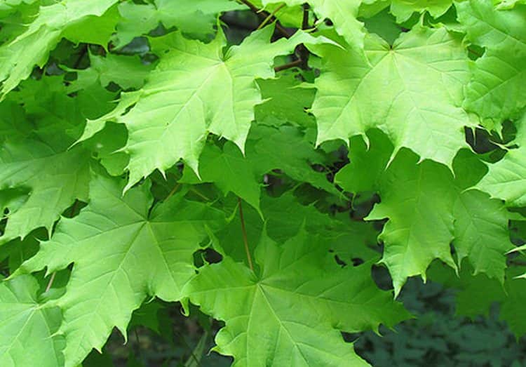 Как ни странно, листья клена широко используются в народной медицине.