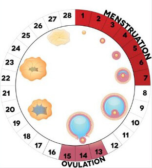 Менструальный цикл и количество фолликулов