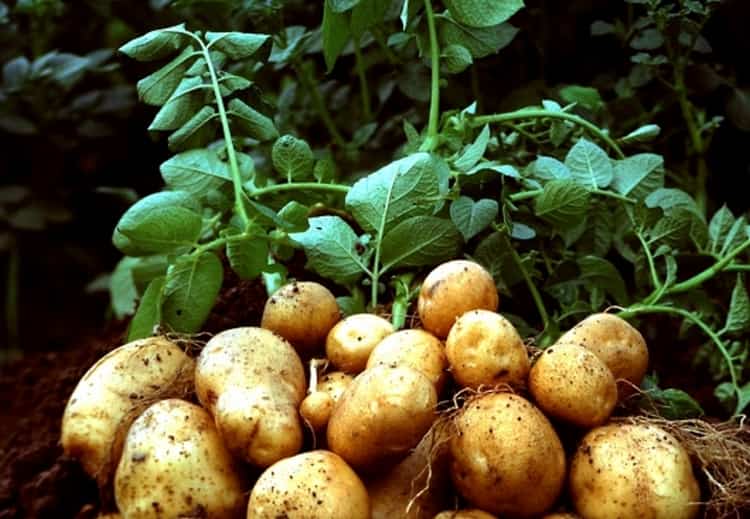 Польза картофеля известна многим.