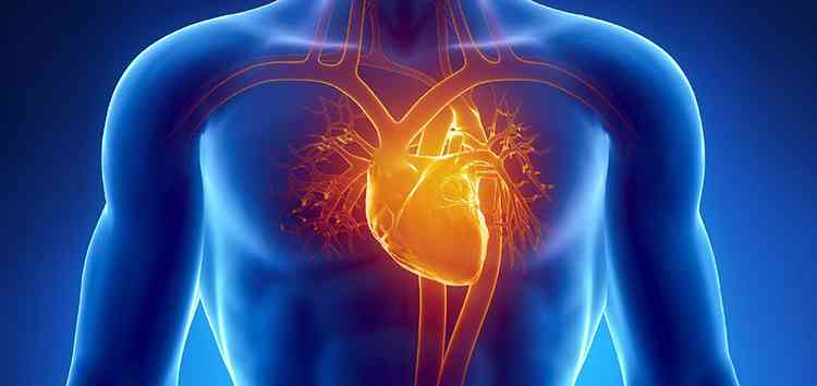 Бересклет поможет при заболевании сердца