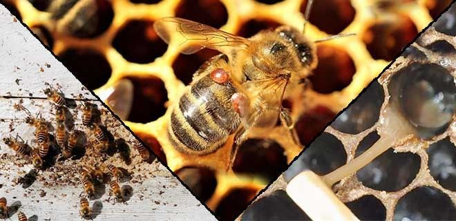 Пчелиные болезни