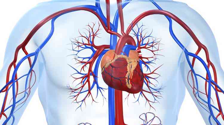 Астранция поможет при заболевании сердечно-сосудистой системы