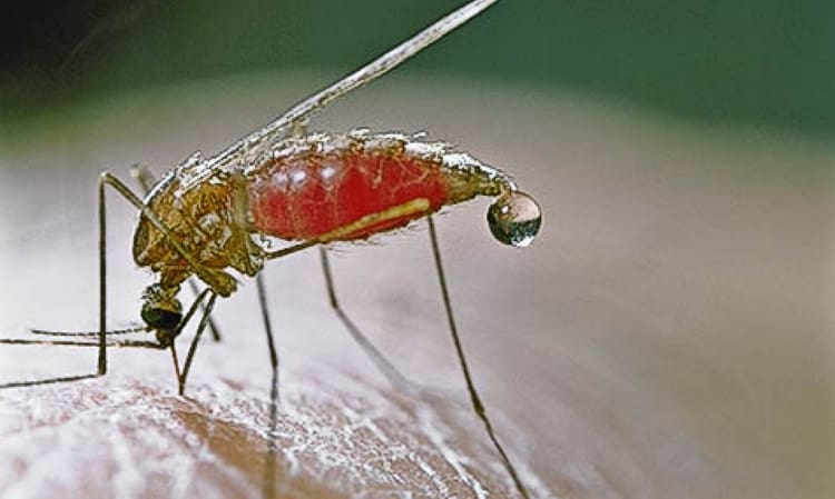 Даже малярию помогает вылечить спорыш.