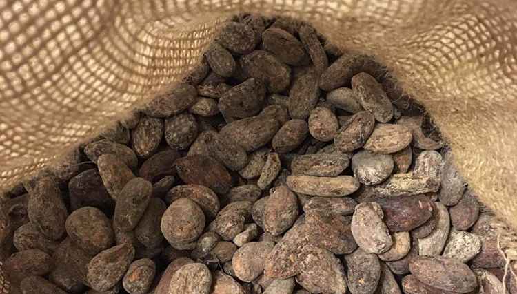 Какао бобы вид Forastero