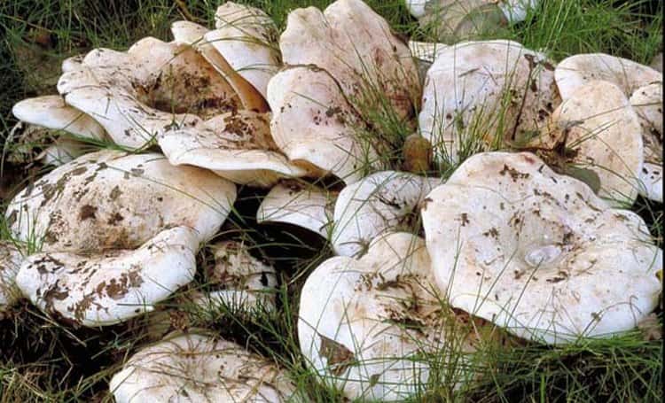Собирать грибы желательно в экологически чистых местах, подальше от трасс.