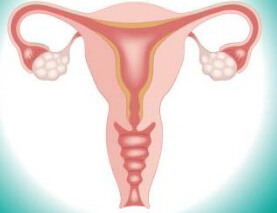 Изображение репродуктивных органов