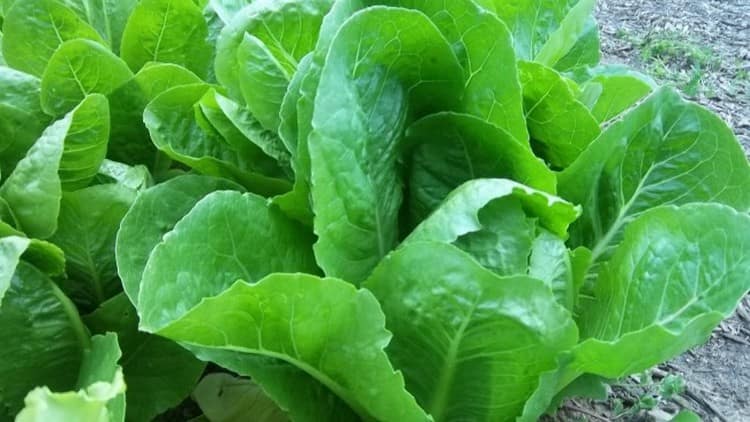 Для лечения хронического гастрита можно использовать запаренные кипятком листья салата латука.