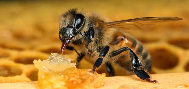 Пчелиный яд как составляющая мумие