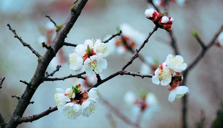 Абрикос цветет ранней весной, представляя нашим глазам чудное зрелище.