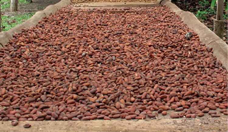 Какао-бобы как сушат