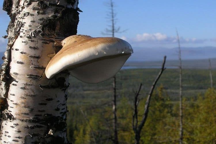 Чага это особый гриб, паразитирующий на березах.