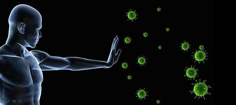 Бирючина поможет защитить организм от вирусов