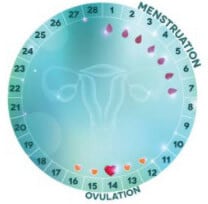 Регулярный менструальный цикл