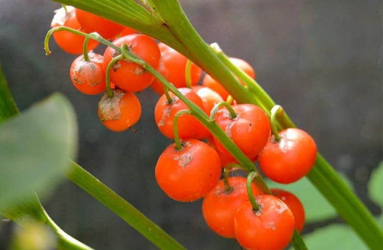 Ландыш майский может принести не только пользу, но и вред, поскольку является ядовитым растением.