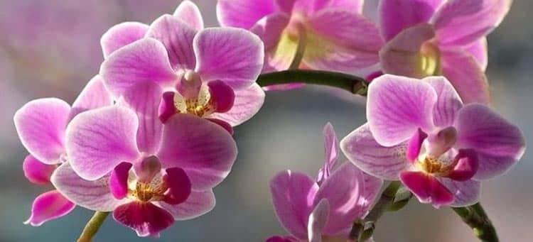 Полезное применение орхидеи