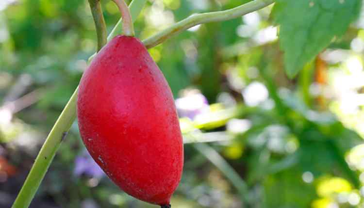 Плод подофилла и его применение в медицине