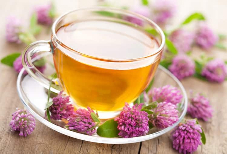 Чай из клевера используют при лечении гинекологических заболеваний.