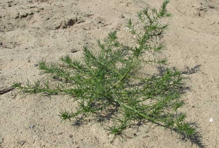 Поговорим о применении травы солянка холмовая, а также противопоказаниях к ее приему и отзывах о лечении препаратами на основе этого растения.