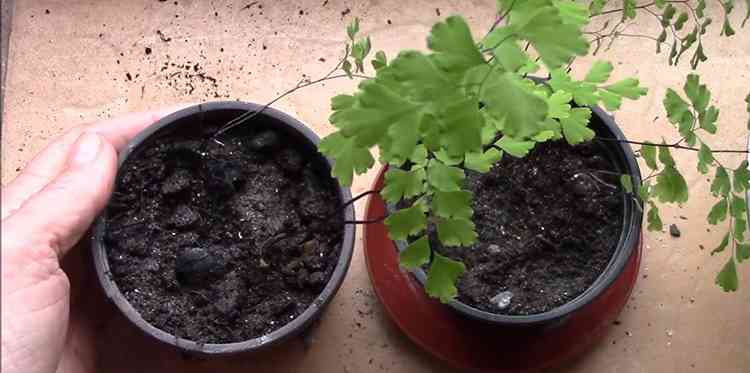 Адиантум выращивание при помощи деления куста