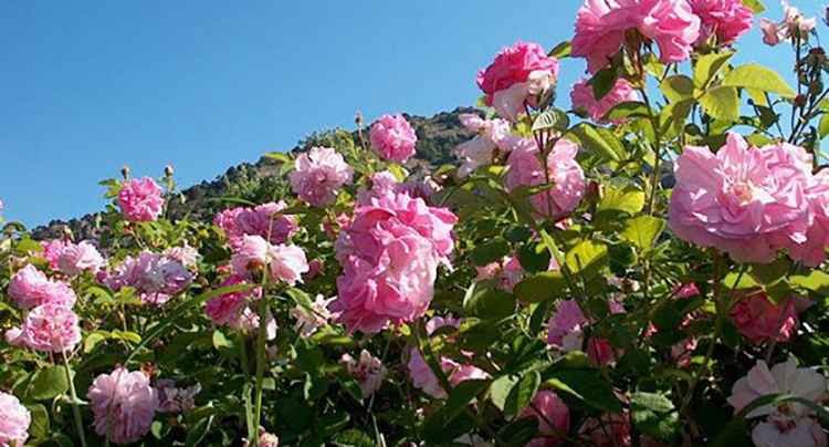 Роза крымская характеристика растения
