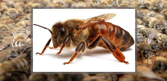 Пчеломатка кавказской пчелы