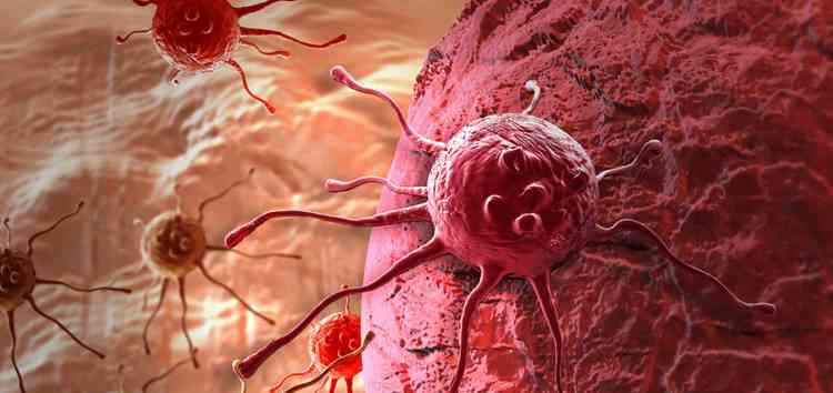 Чернокорень поможет предотвратить рост раковых клеток