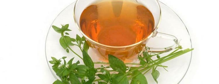 Полезный чай из листьев мокрицы