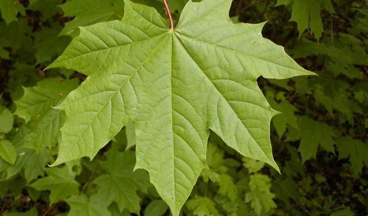 Теперь вы знаете все о полезных свойствах листьев клена и противопоказаниях к их применению.