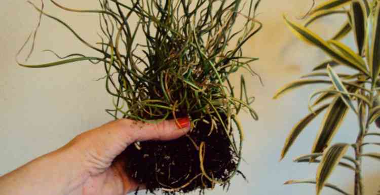 Ситник растение использование корня в медицине