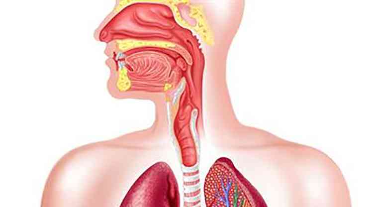 Агарикус поможет при недуге органов дыхания