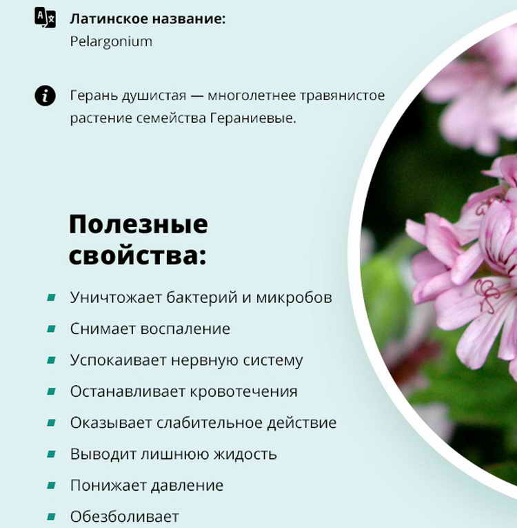 Герань действие. Характеристика цветка герани. Лекарственные растения герань комнатная. Пеларгония лекарственное растение. Пеларгония душистая характеристика.