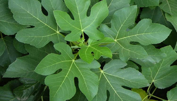 В народной медицине используются также листья фигового дерева.