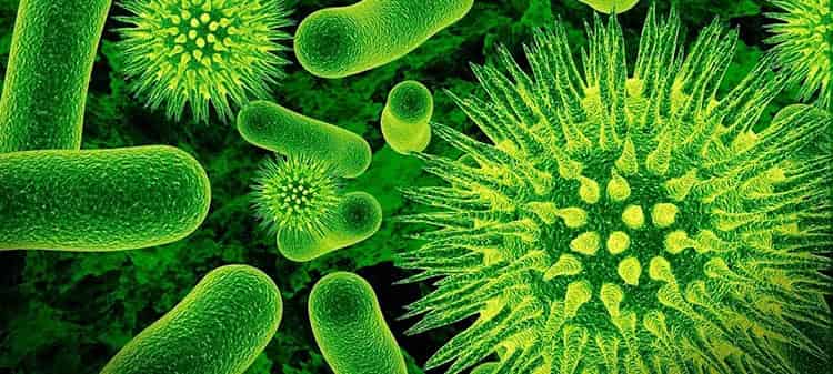Муршмула поможет от микробов в организме