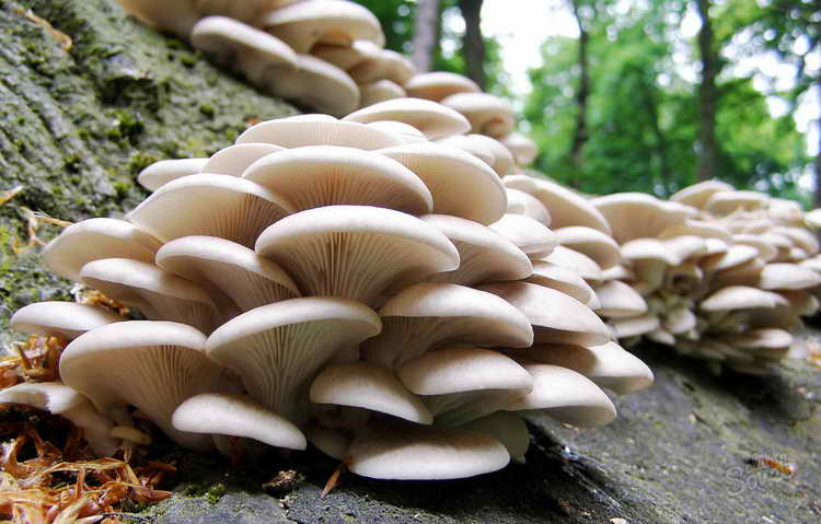 грибы вешенки для повышения серотонина