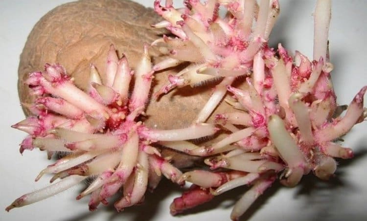 Для лечения грыжи Шморля можно использовать настойку на основе ростков картофеля.