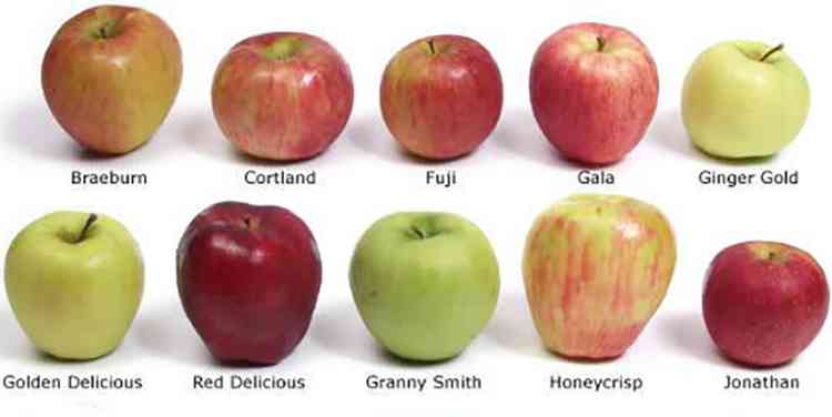 Яблоки и разновидность их сортов