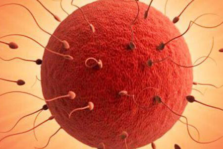 Процесс оплодотворения яйцеклетки сперматозоидами