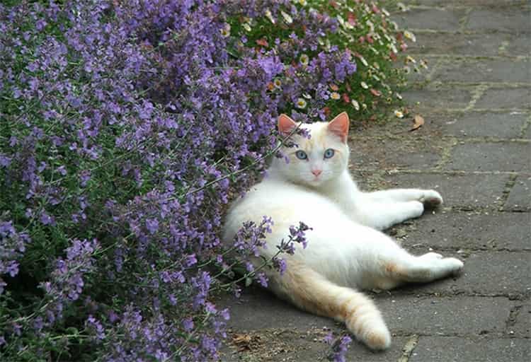 Котовник обязан своим названием кошкам, которых очень привлекает его запах.