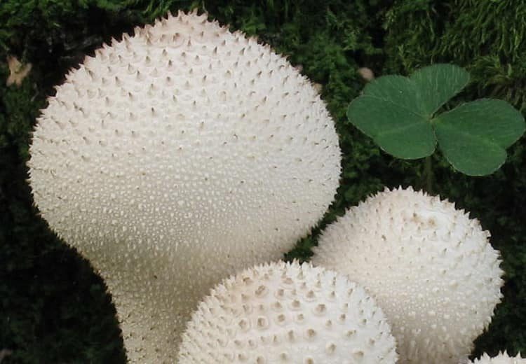 Чем полезны грибы дождевики