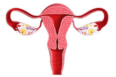 Репродуктивные женские органы