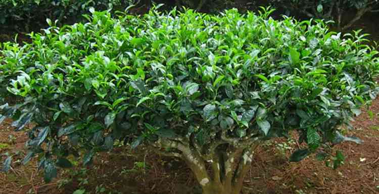 Чайное дерево