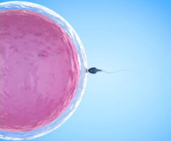 Процесс слияния женской и мужской клетки