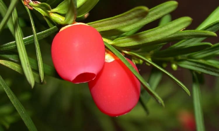 растение тис ягодный привлекает внимание также своей красотой.