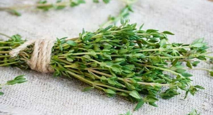 Трава тимьян ползучий: лечебные свойства и противопоказания