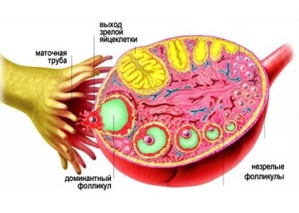 Появление и развитие фолликулярного аппарата