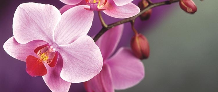 Свойства цветов орхидеи