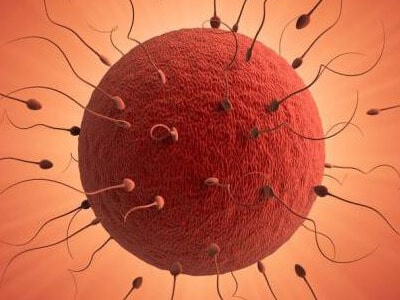 Процесс соития женских и мужских клеток