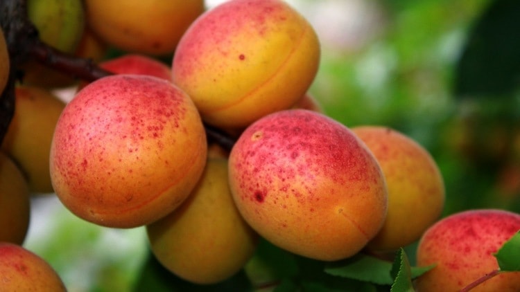 Помните: чем ярче и насыщеннее цвет абрикосов, тем больше в них полезных веществ!