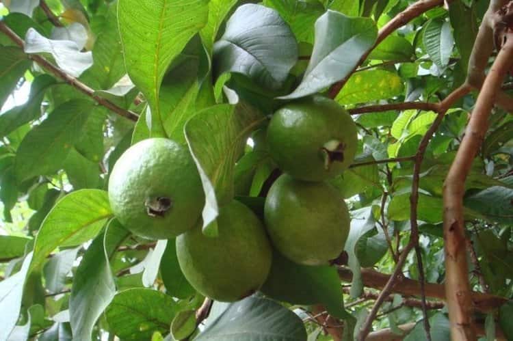 Дерево гуавы можно попробовать вырастить даже в нашем климате, используя семена от фрукта.